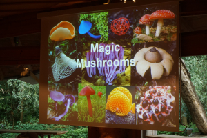 Magic Mushrooms - 19. Juni 2019 - Referat von Prof. Dr.Aebi